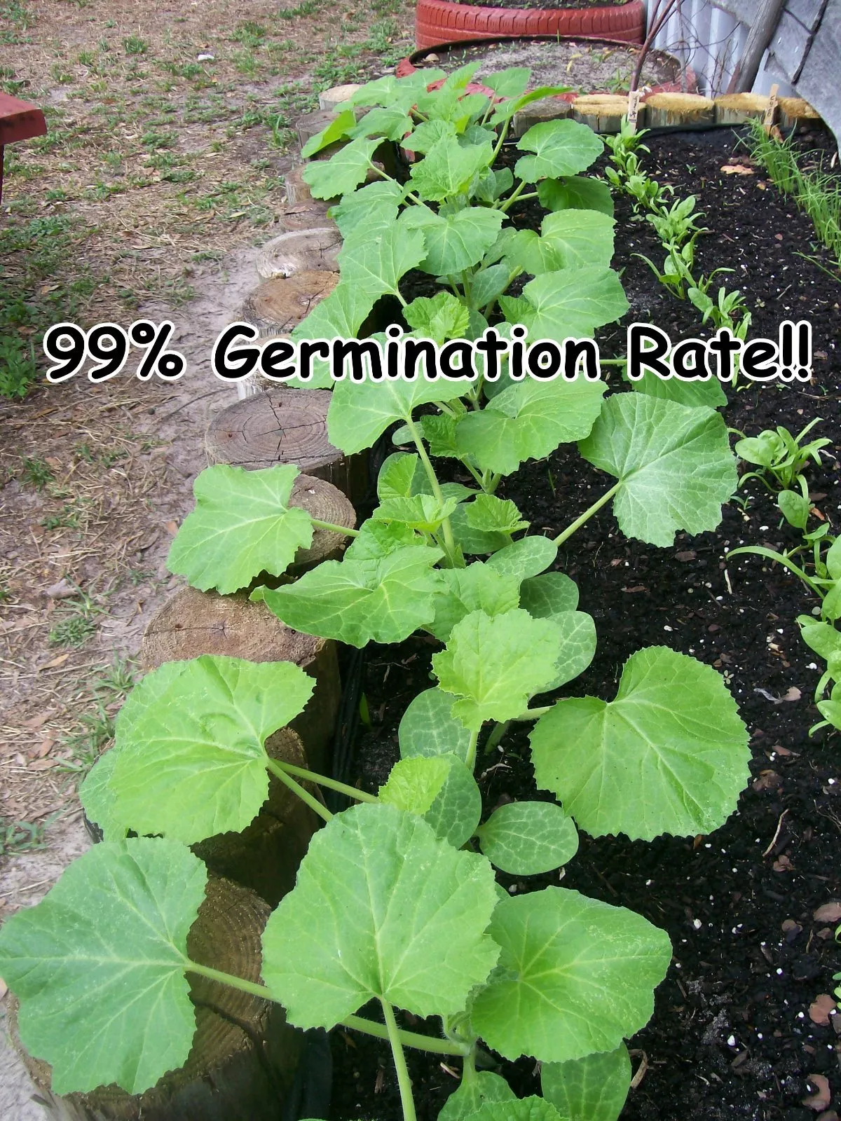 Seeds, Emergency, Survival Non-GMO, Organic, Heirloom 80 Pkgs 40 Different Varieties - Image 6