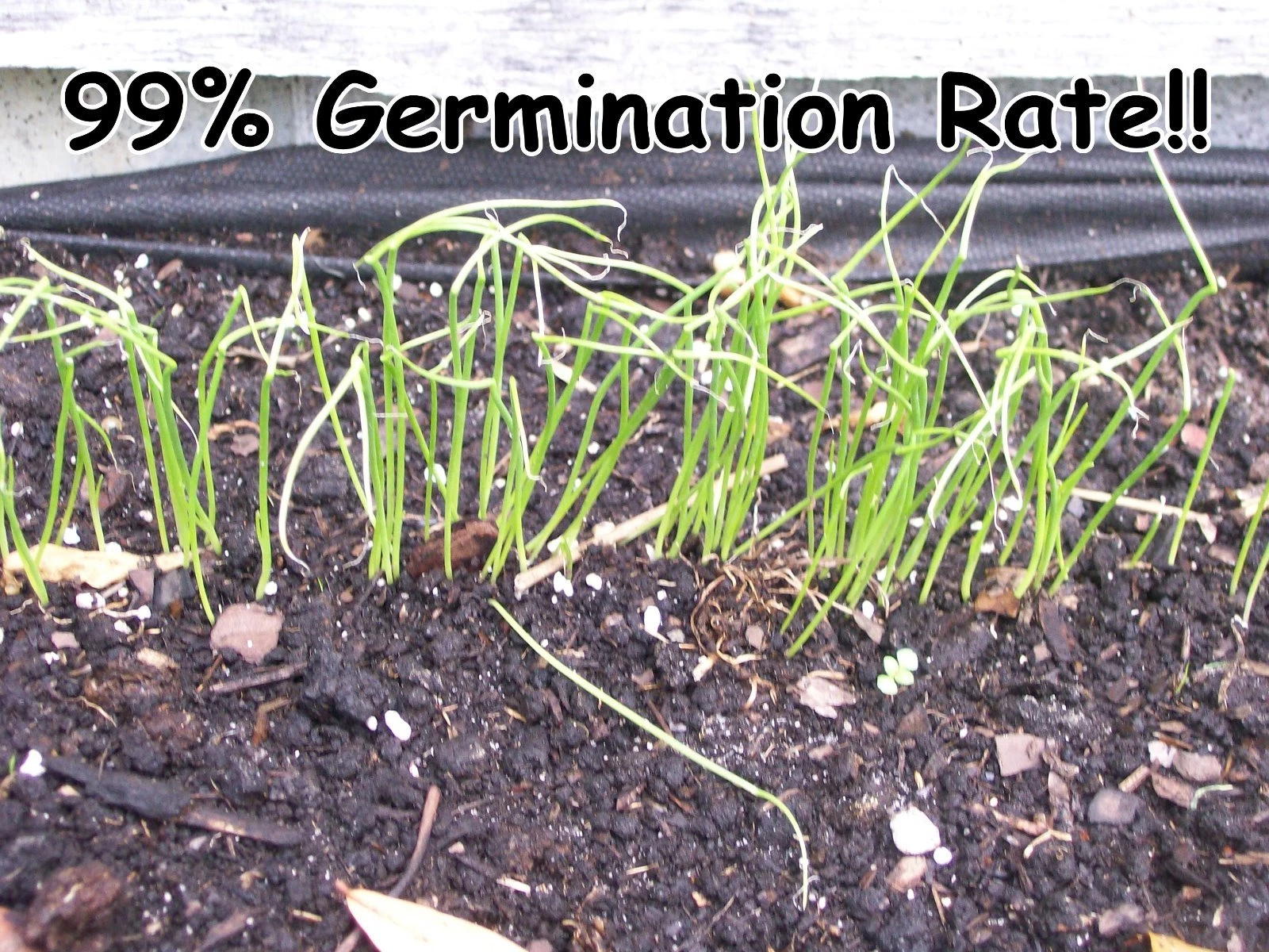 Seeds, Emergency, Survival Non-GMO, Organic, Heirloom 80 Pkgs 40 Different Varieties - Image 7