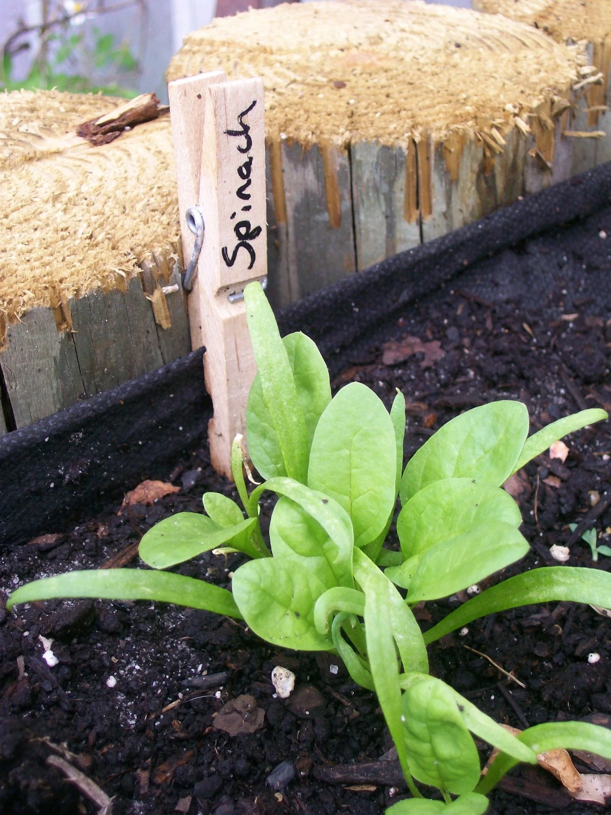 Seeds, Emergency, Survival Non-GMO, Organic, Heirloom 80 Pkgs 40 Different Varieties - Image 8